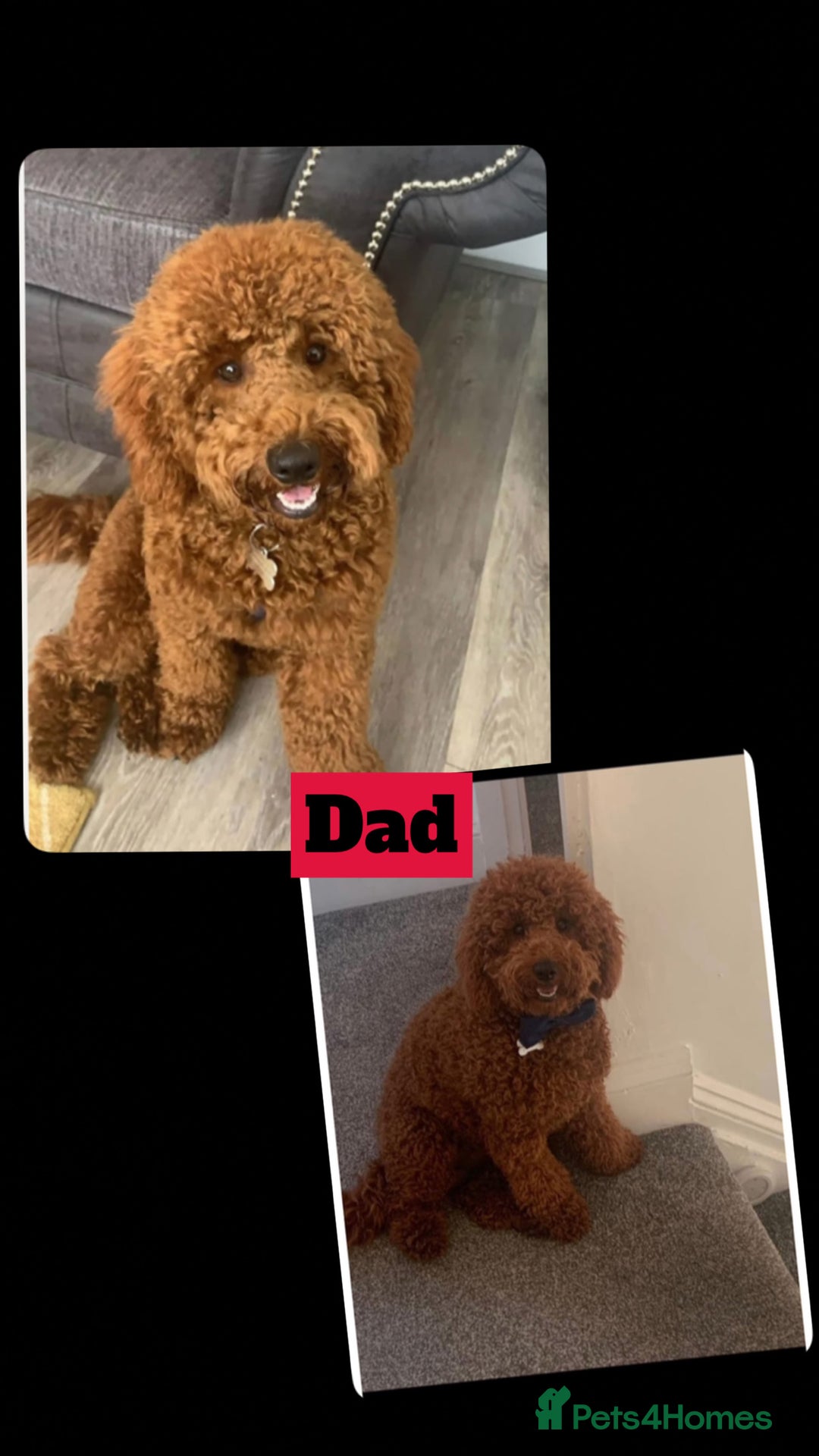 Labradoodle dogs for sale: 🐾AVAILABLE TO VIEW! - Fox Red Labradoodle Pups 🐾 - Image 27