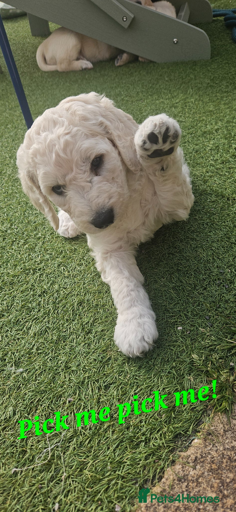 Double Doodle dogs Double Doodle Puppies (Hypoallergenic) - Advert 3