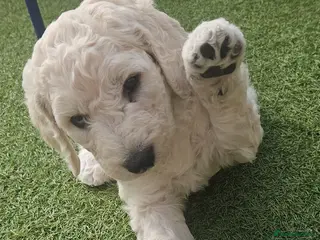 Double Doodle dogs Double Doodle Puppies (Hypoallergenic) - Advert 2