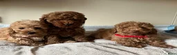 Cavapoochon dogs for sale: Cavapoochon puppies  - Advert 4