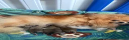 Pomeranian dogs for sale: KC mini Pomeranian  - Advert 33