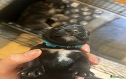 Miniature Schnauzer dogs for sale: Adorable Miniature Schnauzers - Image 9