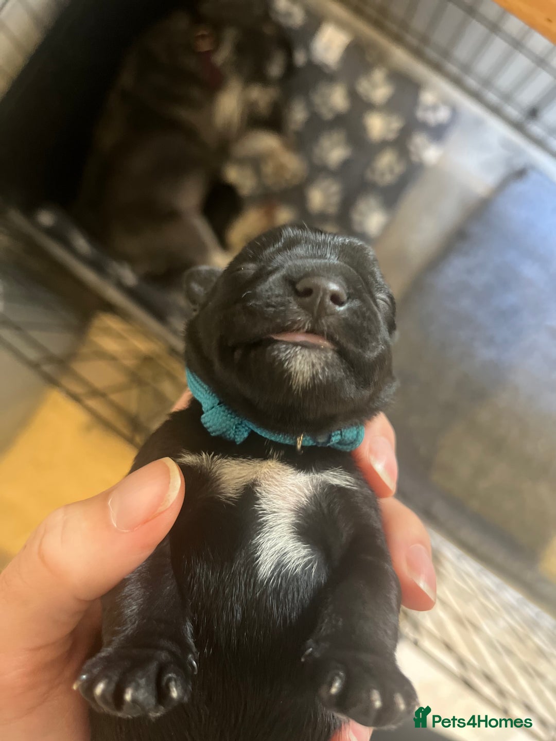 Miniature Schnauzer dogs for sale: Adorable Miniature Schnauzers - Image 9