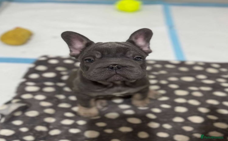 French Bulldog dogs - Advert 1