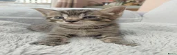 Maine Coon cats for sale: Half Main coon kittens  - Advert 17