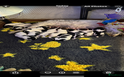 English Springer Spaniel dogs for sale: Stunning kc reg dna tested  - Image 21