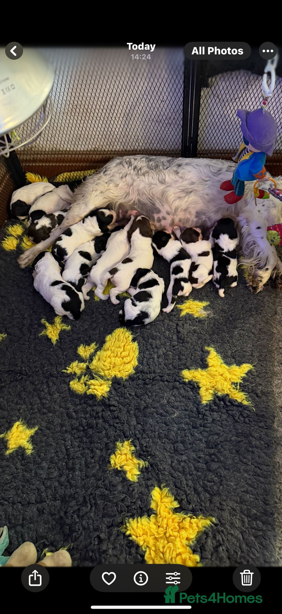 English Springer Spaniel dogs for sale: Stunning kc reg dna tested  - Image 21