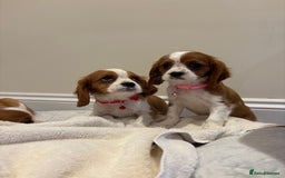 Cavalier King Charles Spaniel dogs for sale: Extensively health tested parent cavalier puppy’s  - Image 33