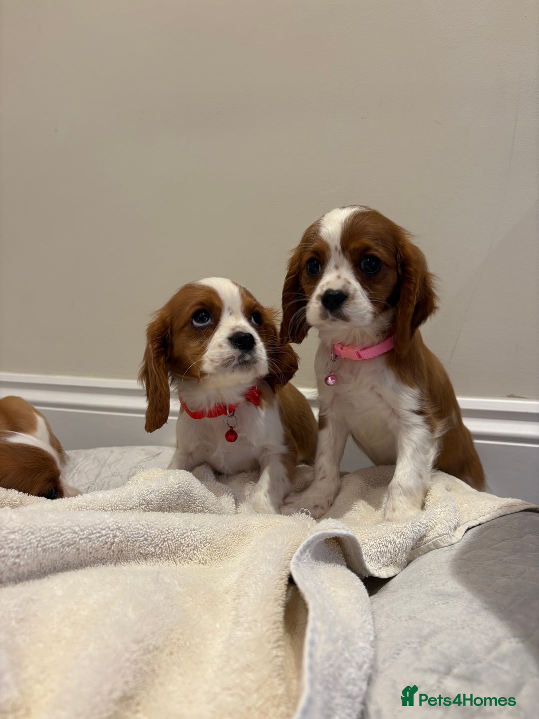 Cavalier King Charles Spaniel dogs for sale: Extensively health tested parent cavalier puppy’s  - Image 33
