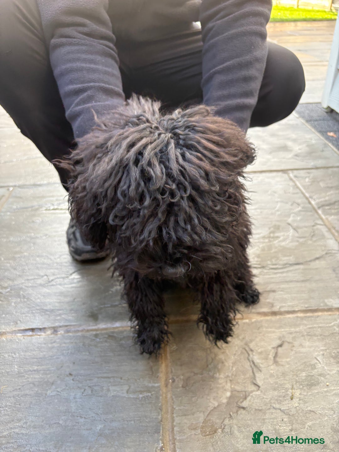 Cockapoo dogs for sale: One boy cockapoo - Advert 3