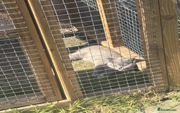 British Shorthair cats for sale: 🩵 1 blue/cream tortie BSH left to reserve 🩵 - Image 30