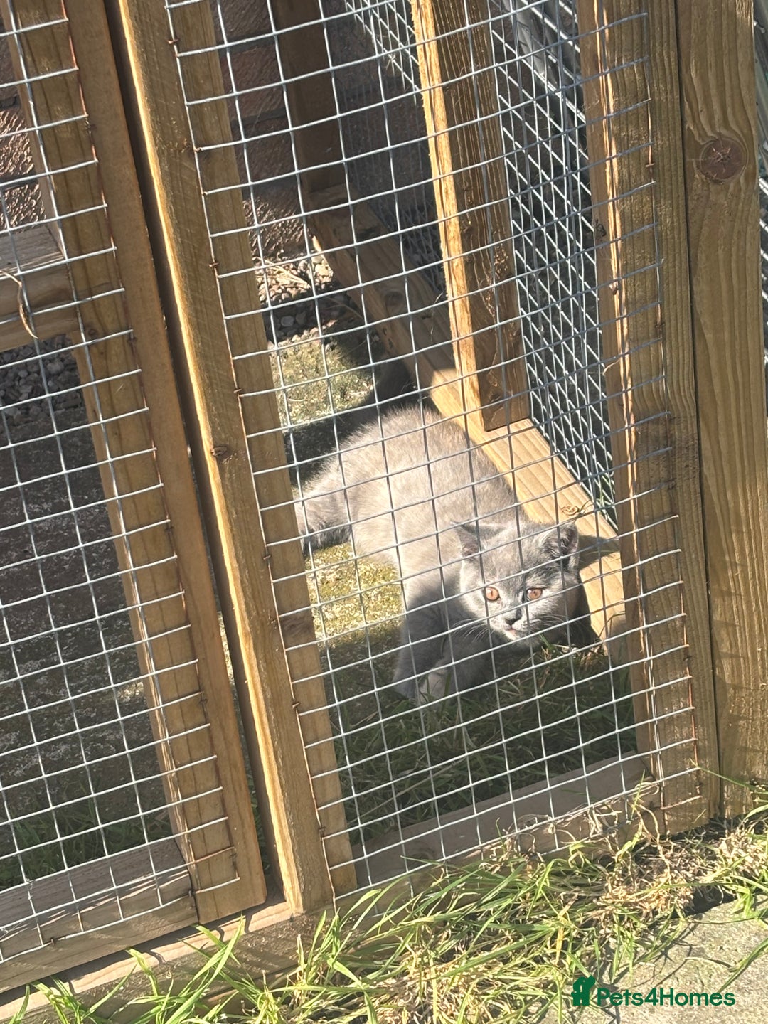 British Shorthair cats for sale: 🩵 1 blue/cream tortie BSH left to reserve 🩵 - Image 30