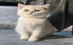 British Shorthair cats for sale: Stunning BSH golden/silver Kittens TICA - Advert 15