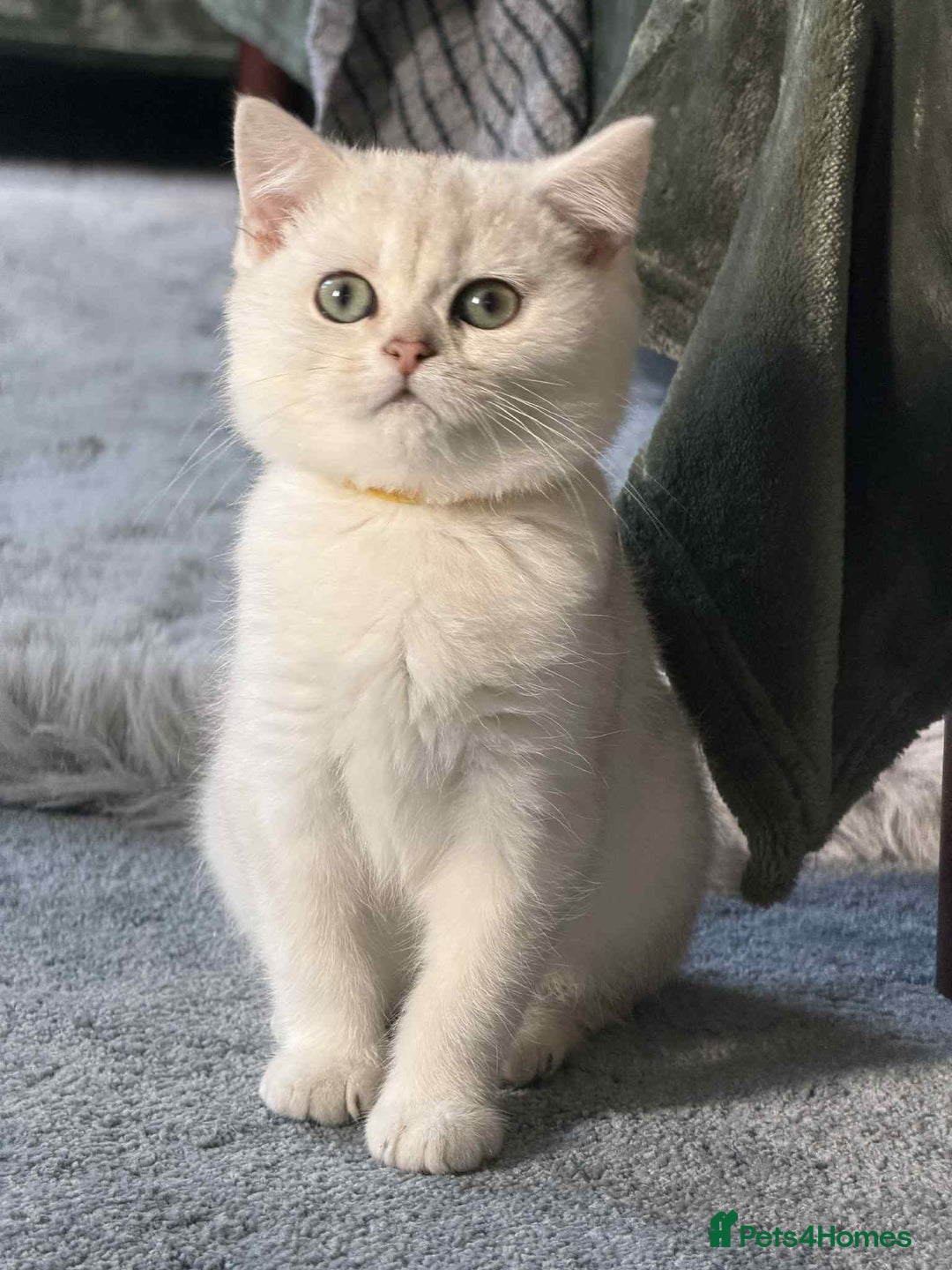 British Shorthair cats for sale: Stunning BSH golden/silver Kittens TICA - Advert 15