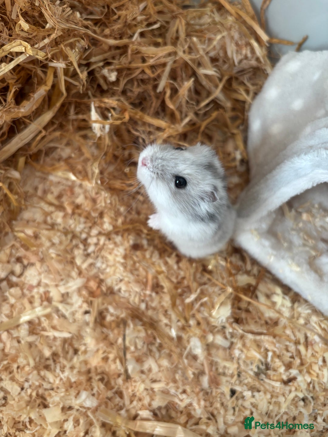 Hamster rodents for sale: Dwarf hamster  - Advert 3