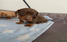 Miniature Dachshund dogs for sale: Dolly mixture dapple/piebald  - Image 12