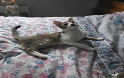 Singapura cats for sale: Accidental Singapura x Abyssinian x Moggie in Lowestoft - Image 6