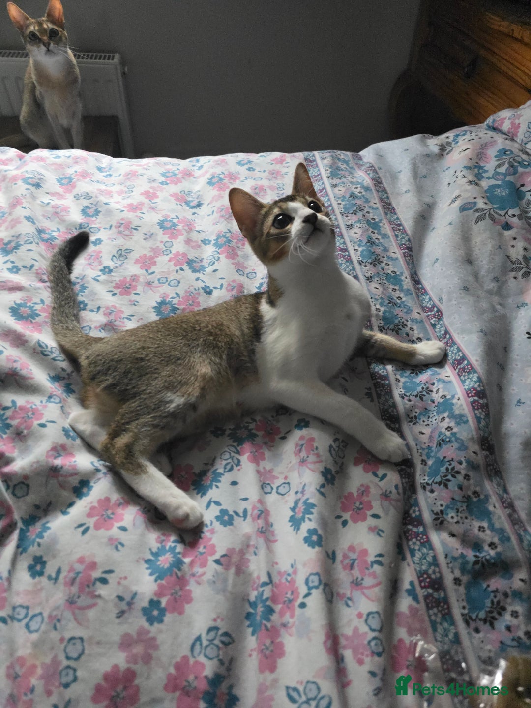 Singapura cats for sale: Accidental Singapura x Abyssinian x Moggie in Lowestoft - Image 6