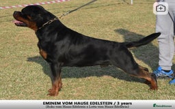 Rottweiler dogs for sale: 🏆 Champion Bred XL Rottweilers 🏆 - Advert 8