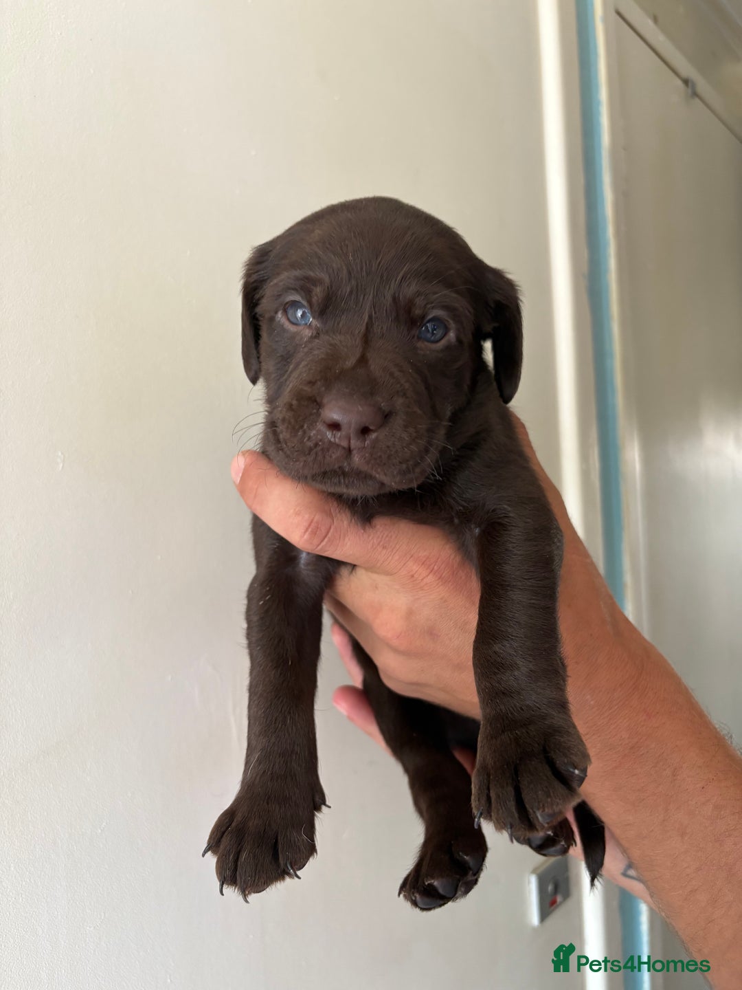 Labrador Retriever dogs for sale: Labrador puppies for sale Kent - Image 16