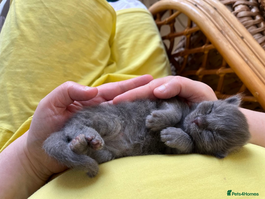 Maine Coon cats for sale: GCCF active / domestic Maine Coon  - Image 24
