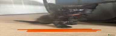 Orange collar 
