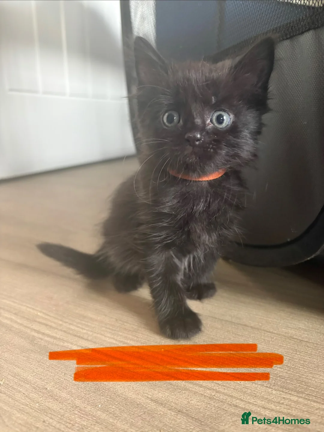 Mixed Breed cats for sale: Beautiful kittens for sale  - Advert 12