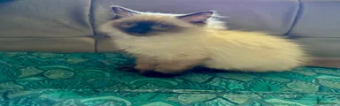 Ragdoll 4