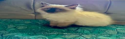 Ragdoll cats for sale: Ragdoll kittens - Advert 34