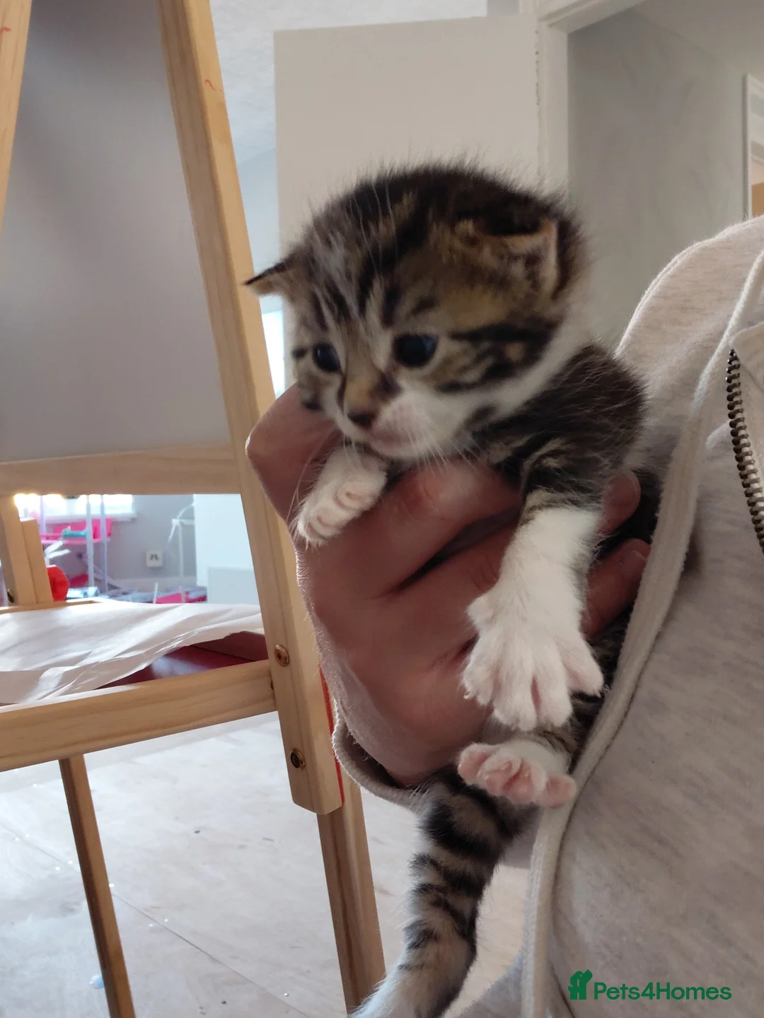 Mixed Breed cats for sale: Kittens - Advert 4