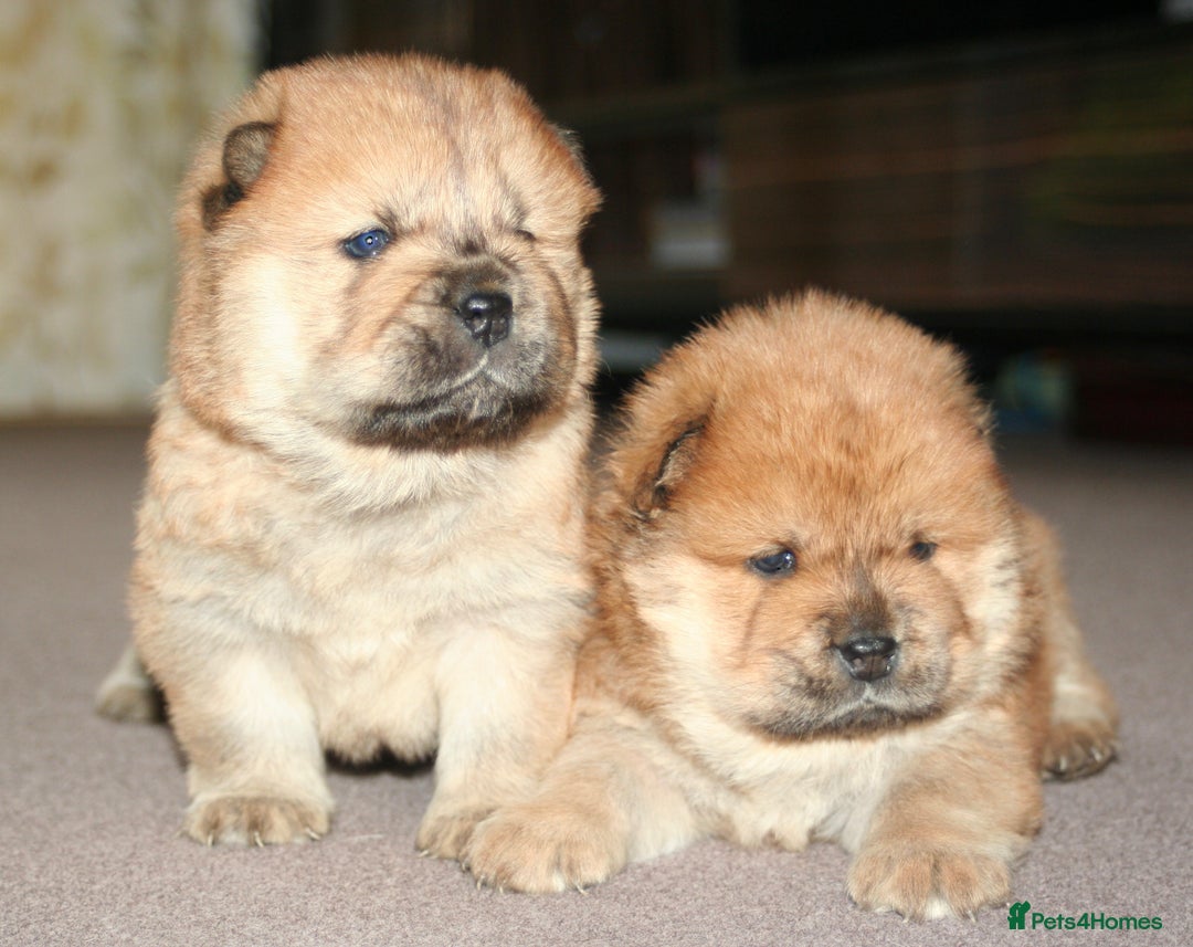 Chow Chow dogs for sale: Chow chow puppies ready to go 20th jan - Advert 19