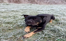 Rottweiler dogs for stud: Rottweiler cross for stud - Image 18