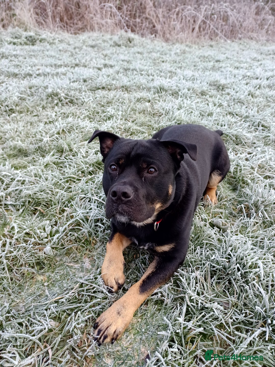 Rottweiler dogs for stud: Rottweiler cross for stud - Image 18