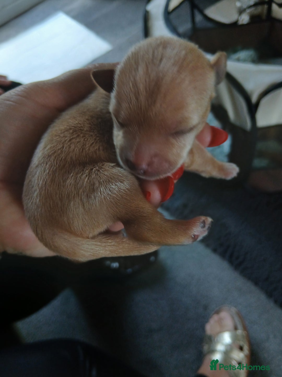 Chorkie dogs for sale:  Beautiful Chorkie pups for sale  - Image 6