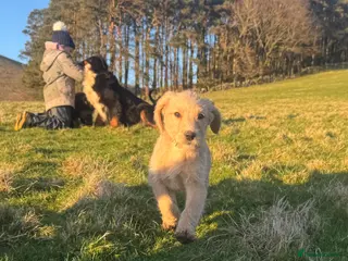 Labradoodle dogs Labradoodle F1 Puppies Health Tested Parents - Advert 13