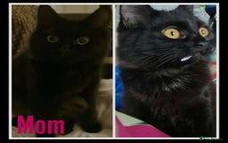 Aegean cats for sale: Aagean x bombay kittens  - Image 2