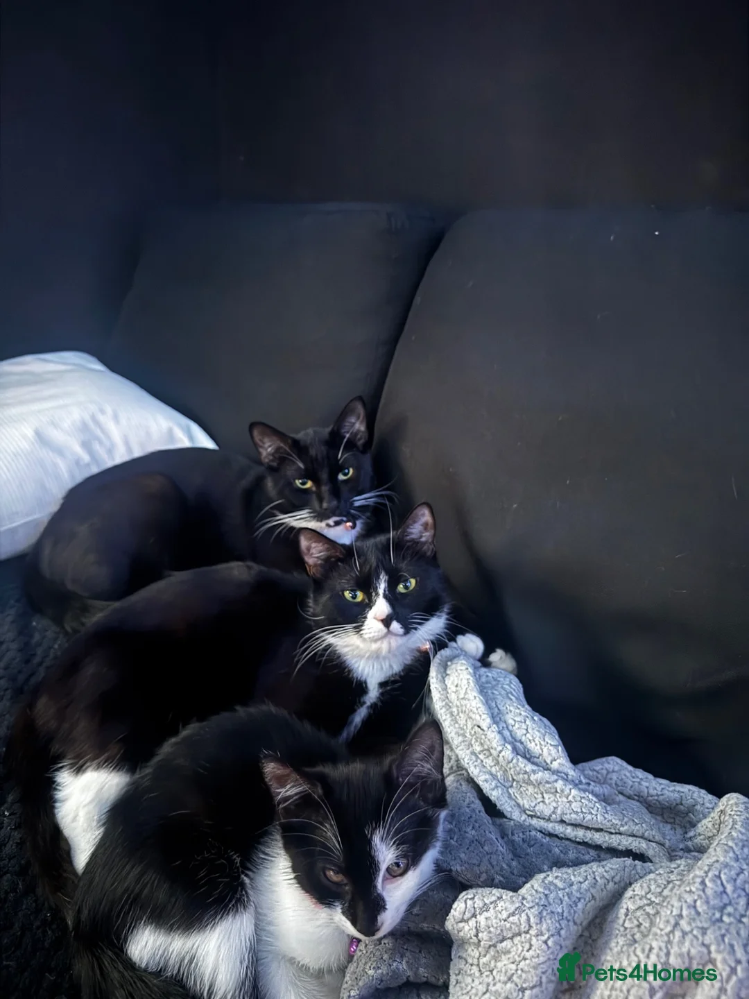 Mixed Breed cats for sale: Mia is looking for her new forever home - Advert 6