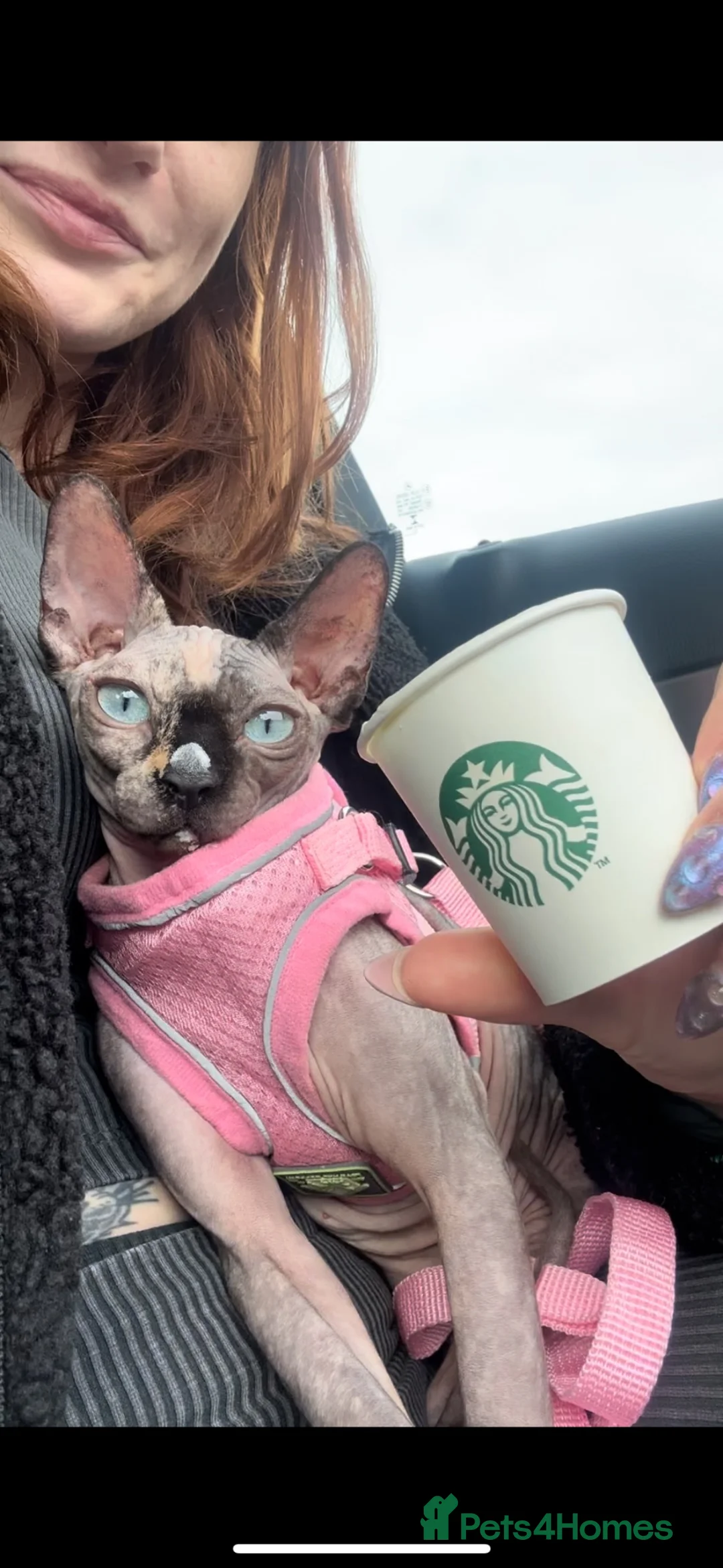 Sphynx cats for sale: 5 stunning sphynx kittens and 1 crazy one - Advert 12