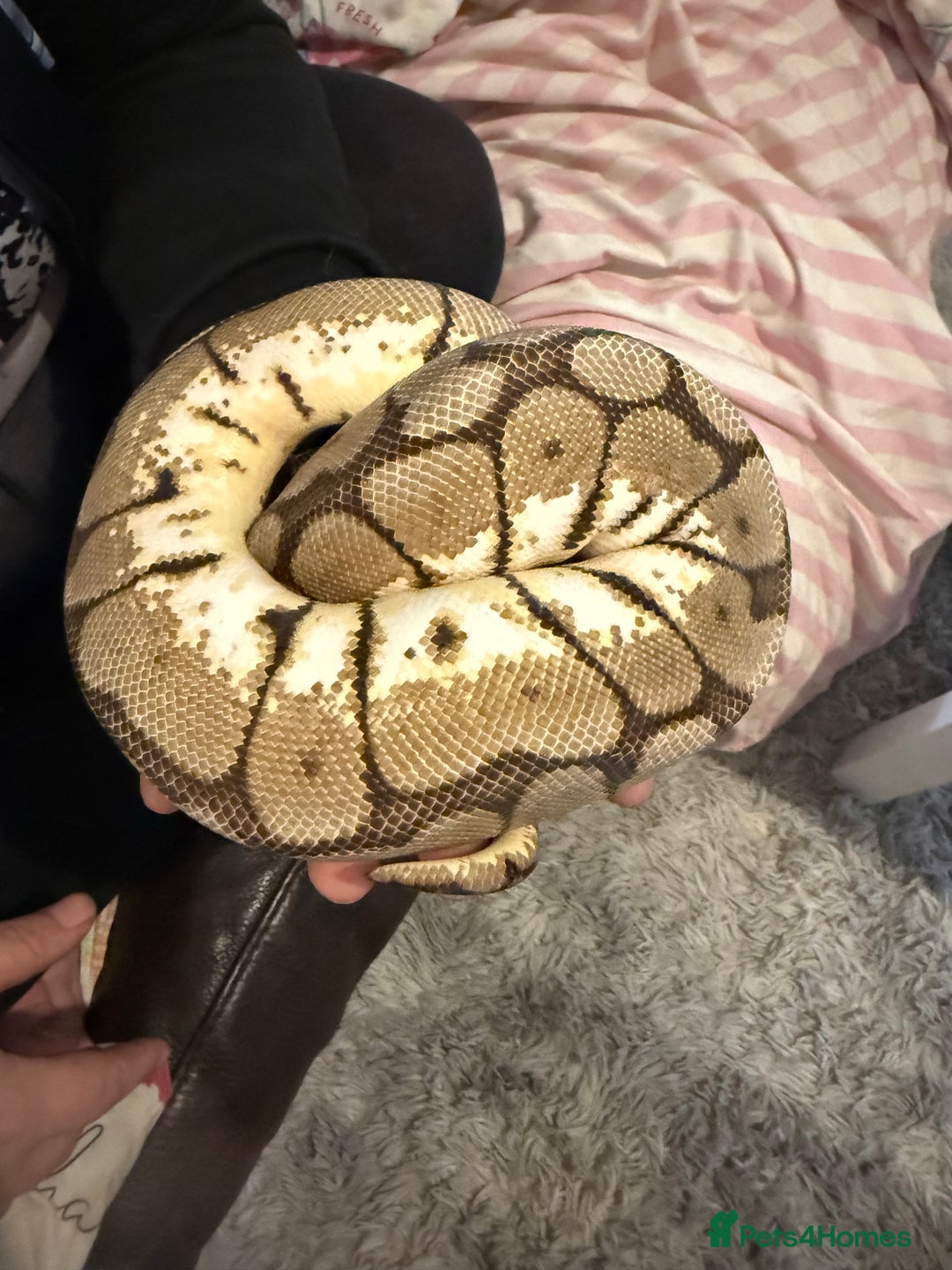Python Snake reptiles for sale: CB23 bumblebee ball python (spider) - Image 4