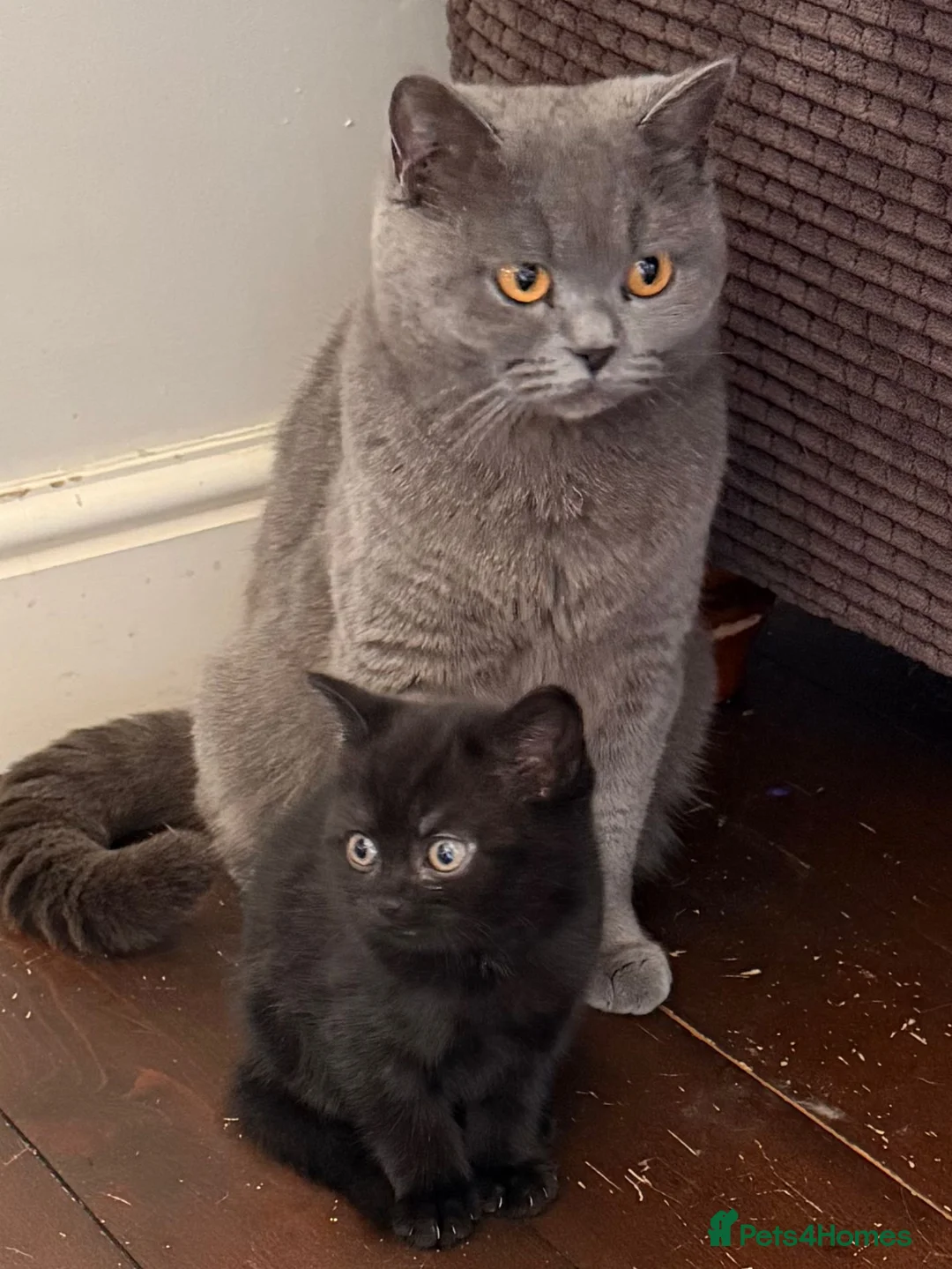 British Shorthair cats for sale: BSH cross kittens. in Sheffield - Advert 2