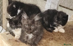 British Longhair cats for sale: British long hair kittens - Advert 2