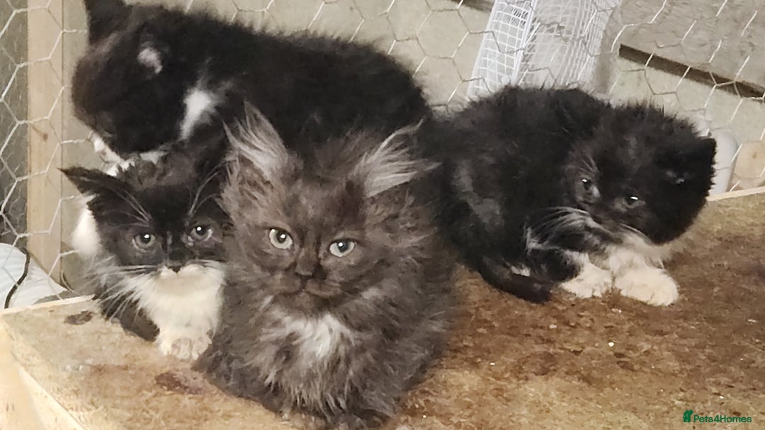 British Longhair cats for sale: British long hair kittens - Advert 2