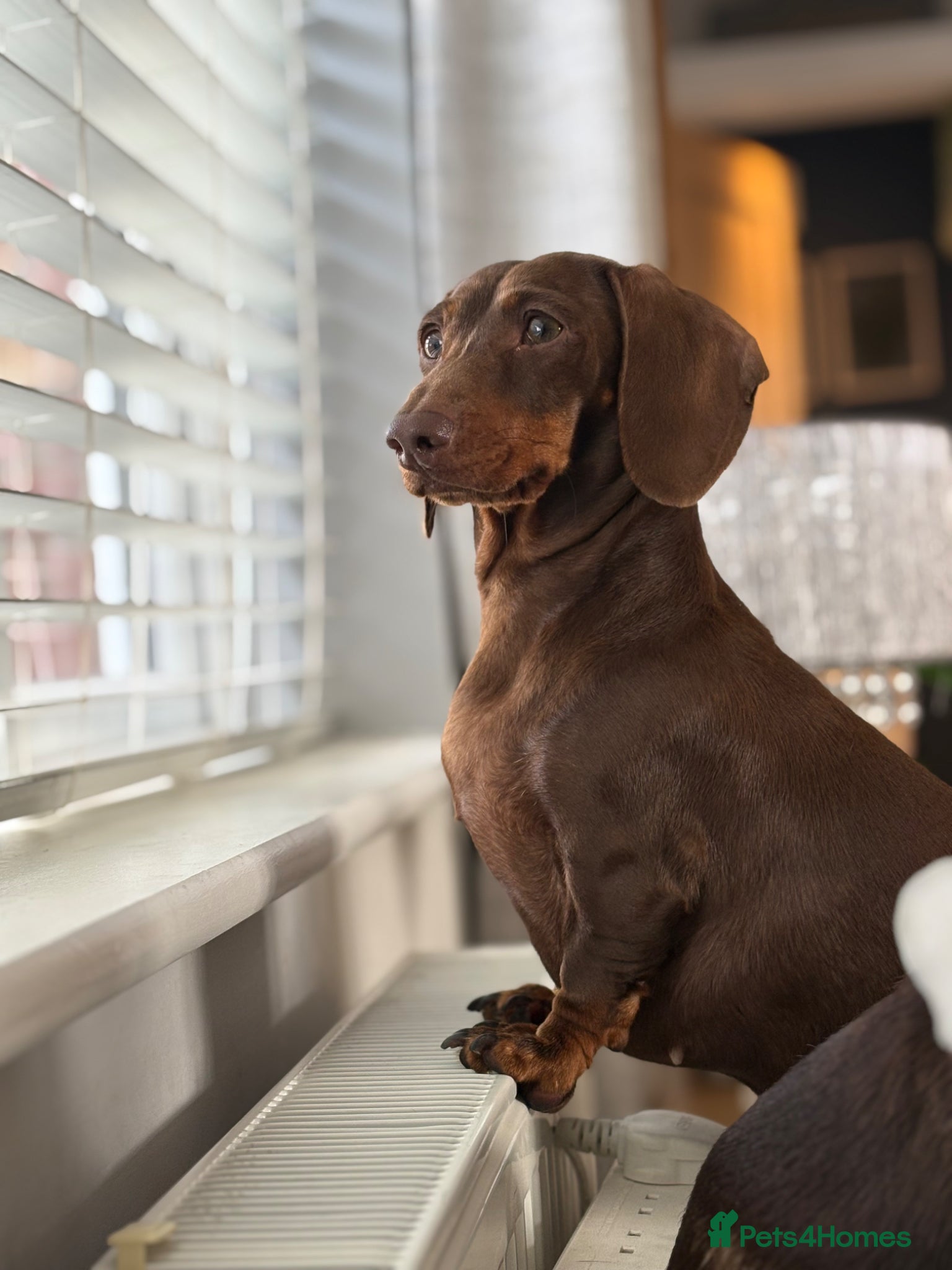 Miniature Dachshund dogs Miniature Dachshund Puppies for sale KC  - Advert 3