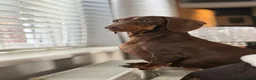 Miniature Dachshund dogs for sale: Miniature Dachshund Puppies for sale KC  - Advert 1