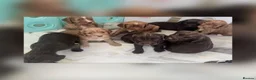 Cocker Spaniel dogs for sale: Kc registered working cocker spaniel puppies - Advert 7