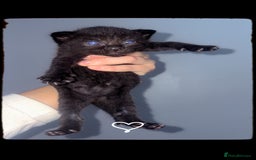 Mixed Breed cats for sale: Kittens for sale  - Image 2