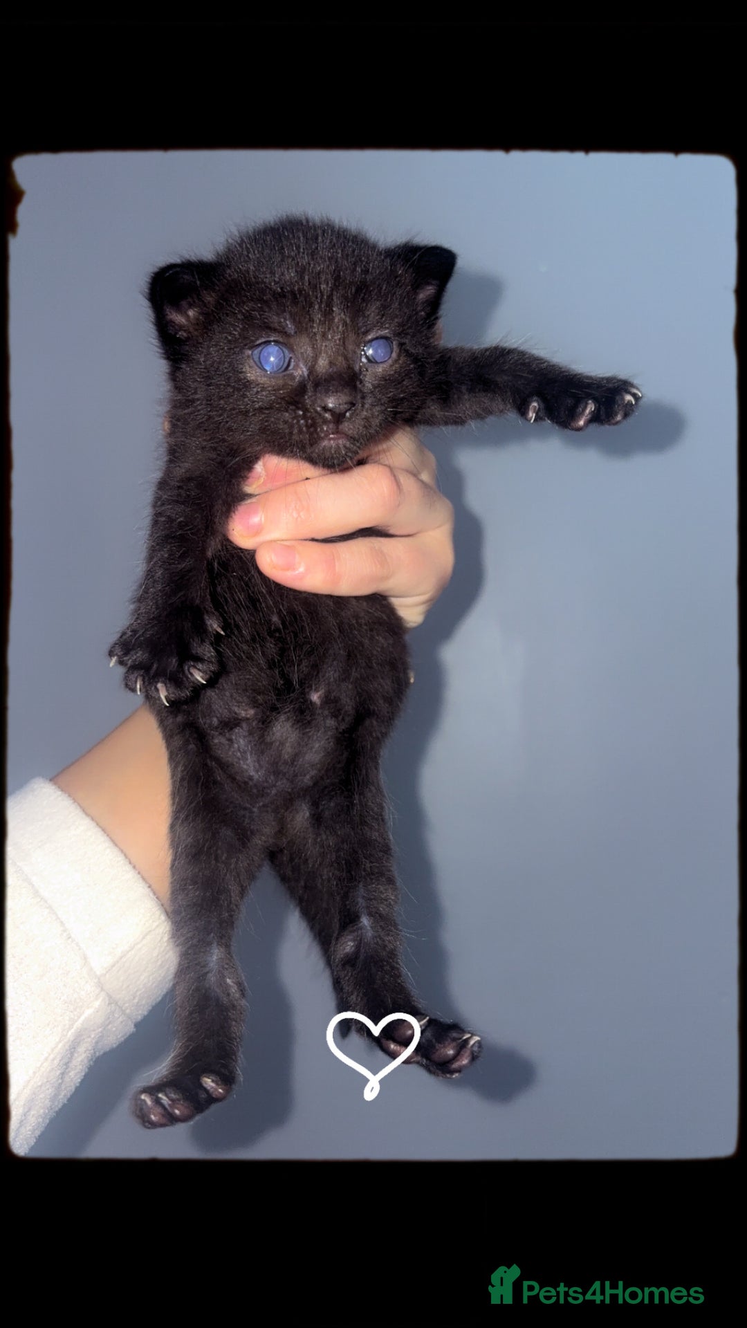 Mixed Breed cats for sale: Kittens for sale  - Image 2