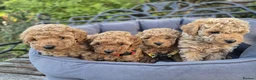 Maltipoo dogs for sale: Beautiful Maltipoo Puppies –2 Boys & 2 Girls - Advert 31