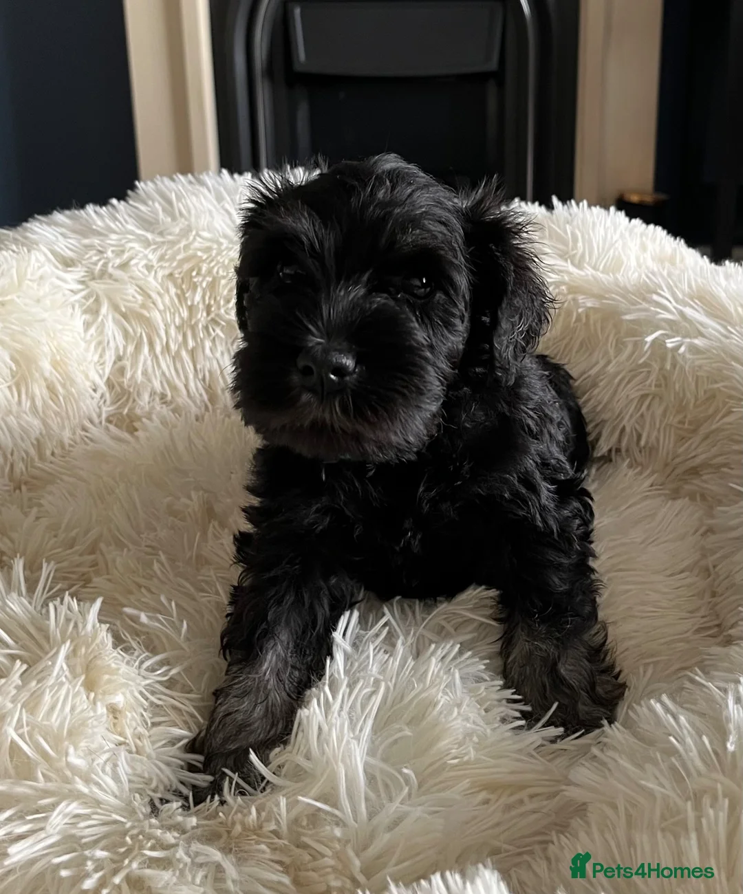 Miniature Schnauzer dogs for sale: KC Miniature Schnauzer Pups in Glasgow - Advert 2