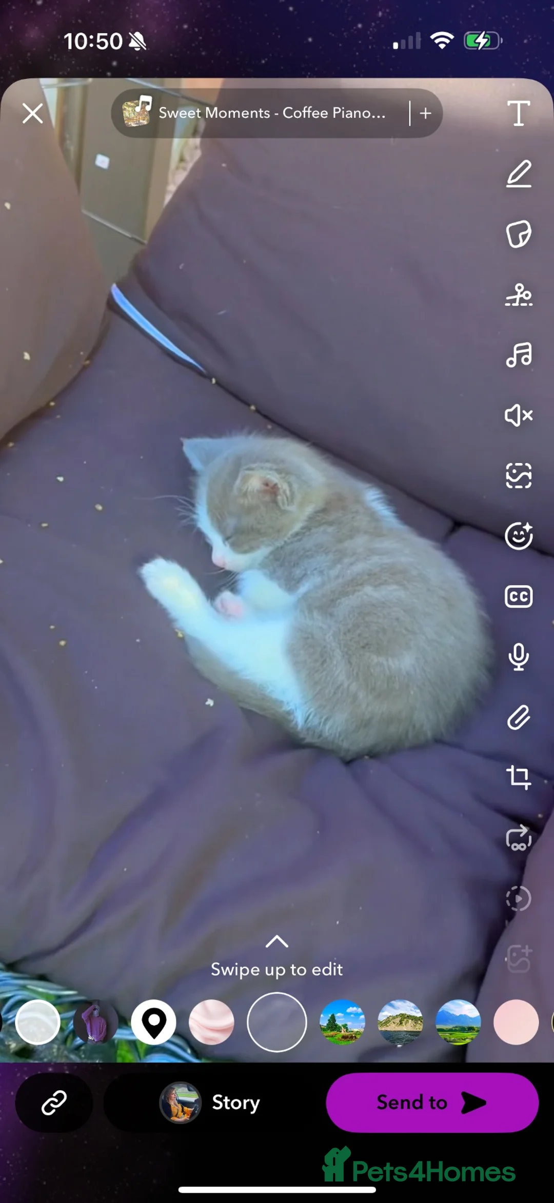 Mixed Breed cats for sale: Female kitten - Advert 2
